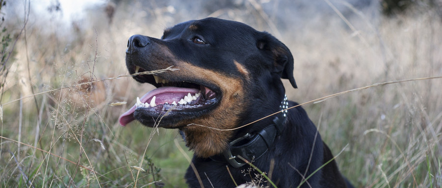 罗威纳犬