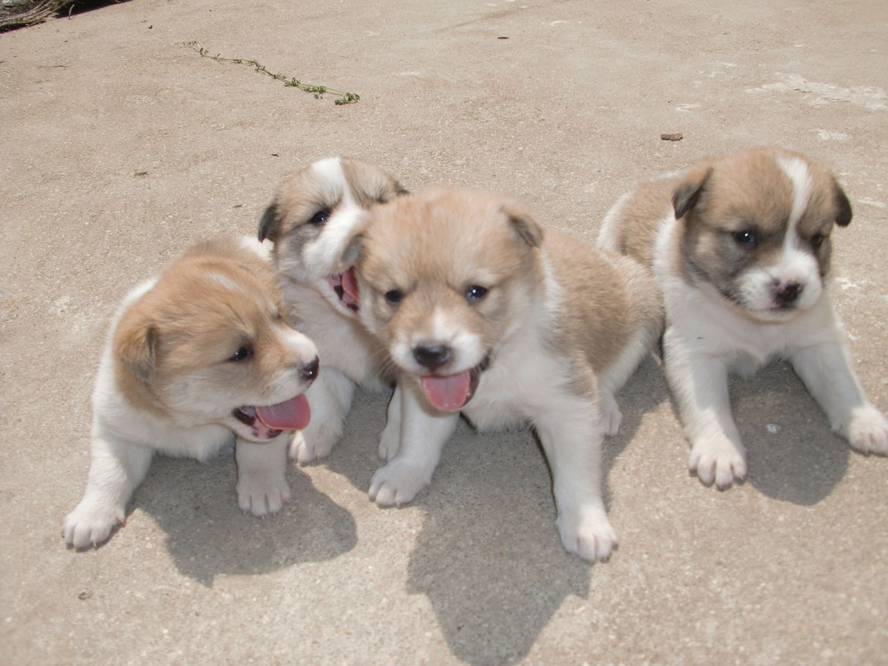 中华田园犬