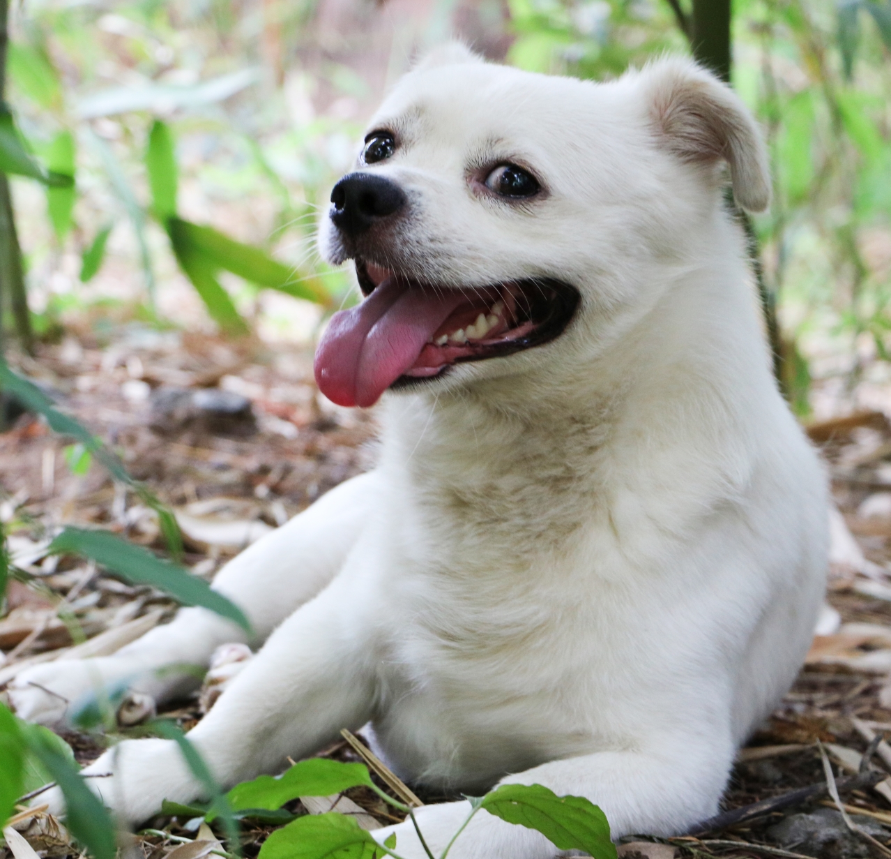 中华田园犬