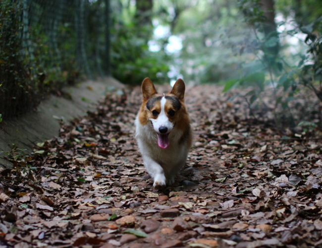 柯基犬