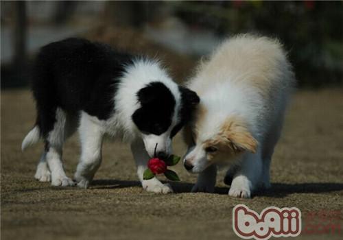 边境牧羊犬的品种简介