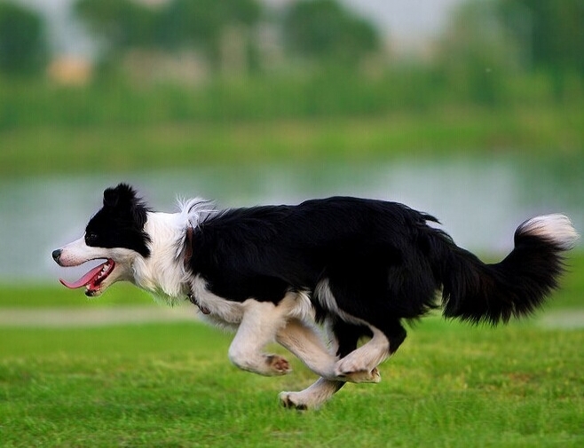 边境牧羊犬