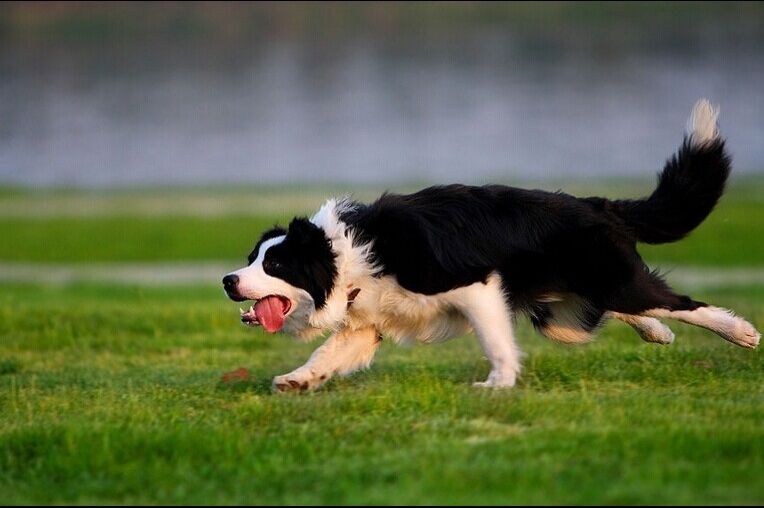 边境牧羊犬