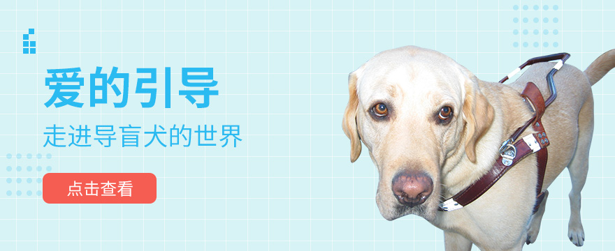 爱的引导：导盲犬乘地铁，遇见请别害怕我