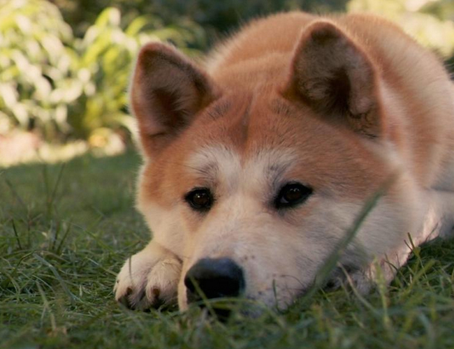 秋田犬