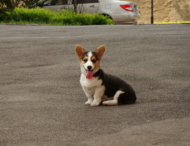 柯基犬