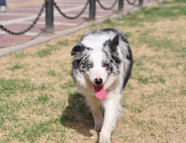 边境牧羊犬